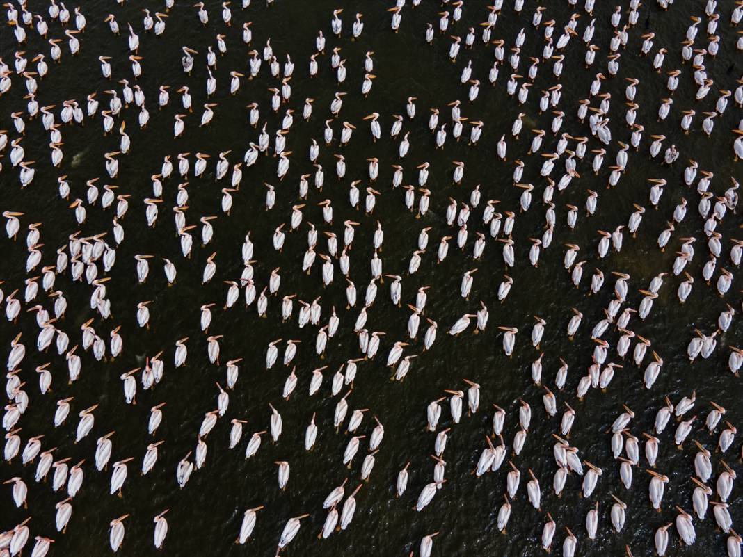 Konya’nın tektonik gölü Afrika’dan gelen misafirlerini ağırlıyor 2